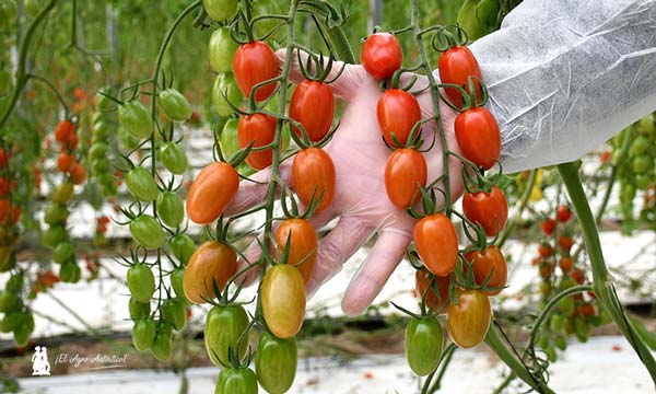 Corseo es el nuevo cherry de Syngenta que va muy rápido y asegura kilos 8