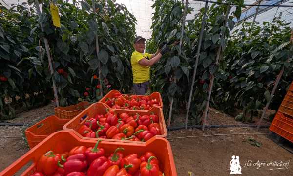 Control de Parvispinus con Entonova en un invernadero de pimiento / agroautentico.com
