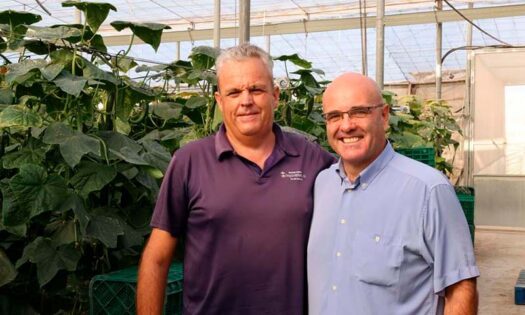 Cómo las mallas Balance Max permiten a un agricultor mantener el pepino en verano con menos plagas y mejor ventilación