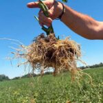 Ecoculture logra aumentar en un 16% el enraizamiento durante el otoño e invierno