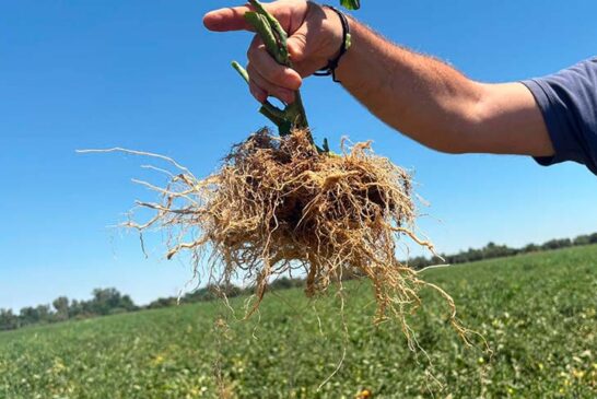 Ecoculture logra aumentar en un 16% el enraizamiento durante el otoño e invierno