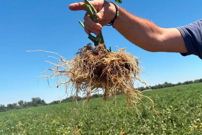 Ecoculture logra aumentar en un 16% el enraizamiento durante el otoño e invierno
