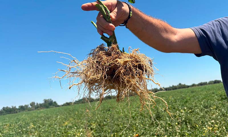 Ecoculture logra aumentar en un 16% el enraizamiento durante el otoño e invierno