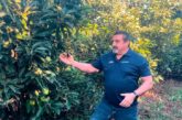 Ecoculture traslada al mango y aguacate de Brasil su estrategia antiestrés y de protección en tropicales