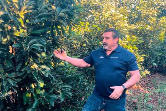 Ecoculture traslada al mango y aguacate de Brasil su estrategia antiestrés y de protección en tropicales