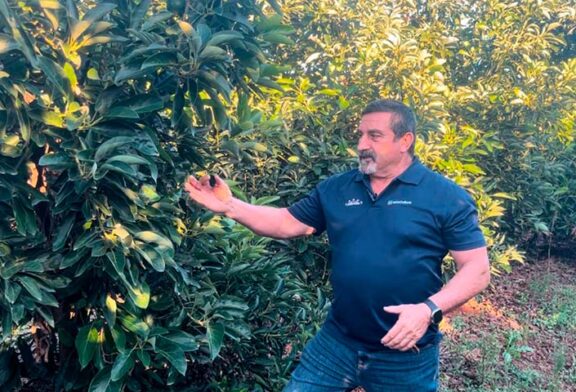 Ecoculture traslada al mango y aguacate de Brasil su estrategia antiestrés y de protección en tropicales