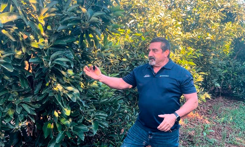 Ecoculture traslada al mango y aguacate de Brasil su estrategia antiestrés y de protección en tropicales