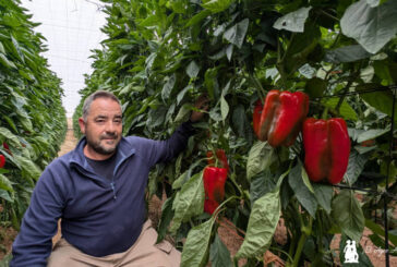 Nuevos lamuyos resistentes a oídio de Rijk Zwaan