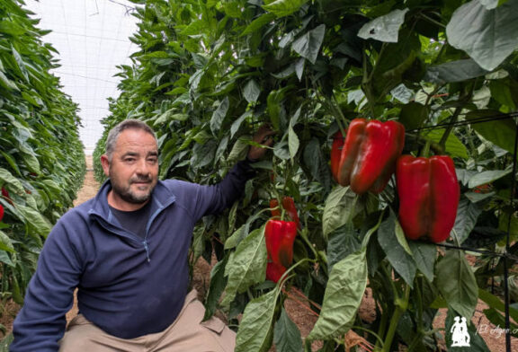 Nuevos lamuyos resistentes a oídio de Rijk Zwaan