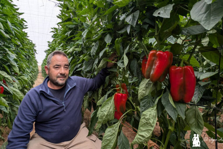 Nuevos lamuyos resistentes a oídio de Rijk Zwaan