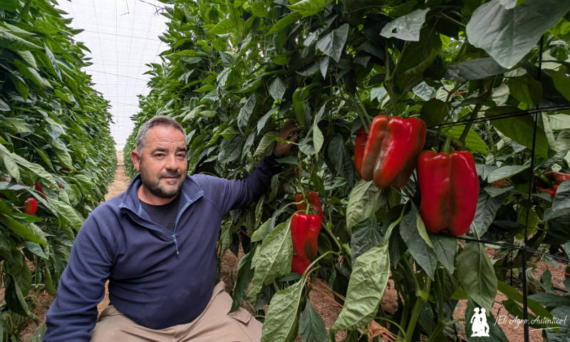 Ernesto Herrera con los lamuyos de Rijk Zwaan / agroautentico.com