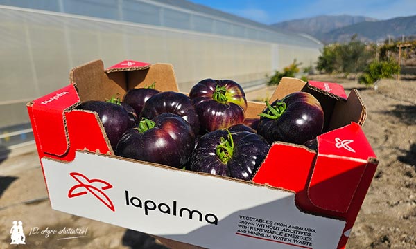 Tomates La Palma: el antociano / agroautentico.com