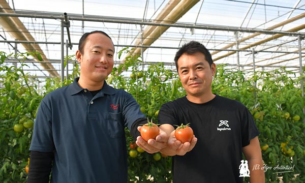 Los productores japoneses del tomate Amela de La Palma / agroautentico.com