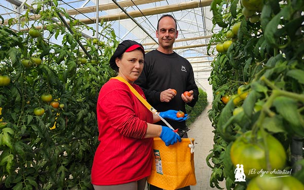 Hasta la recolección del tomate Amela se hace con mimo y con cestas de forma muy cuidada. Todo es artesanal / agroautentico.com