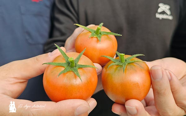 Amela, quizá el mejor tomate del mundo / agroautentico.com