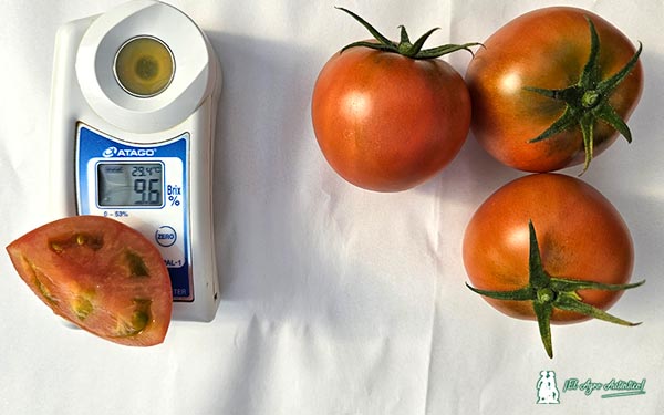 Degustación del tomate Amela / agroautentico.com
