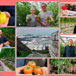 Tomates La Palma. Cooperativa de referencia en la costa de Granada / agroautentico.com