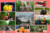 Tomates para sorprender en Navidad: origen La Palma