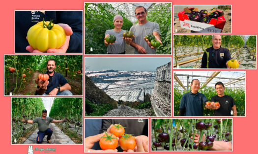 Tomates La Palma. Cooperativa de referencia en la costa de Granada / agroautentico.com