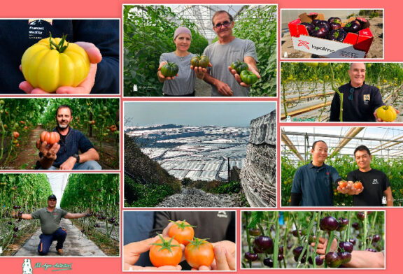 Tomates para sorprender en Navidad: origen La Palma