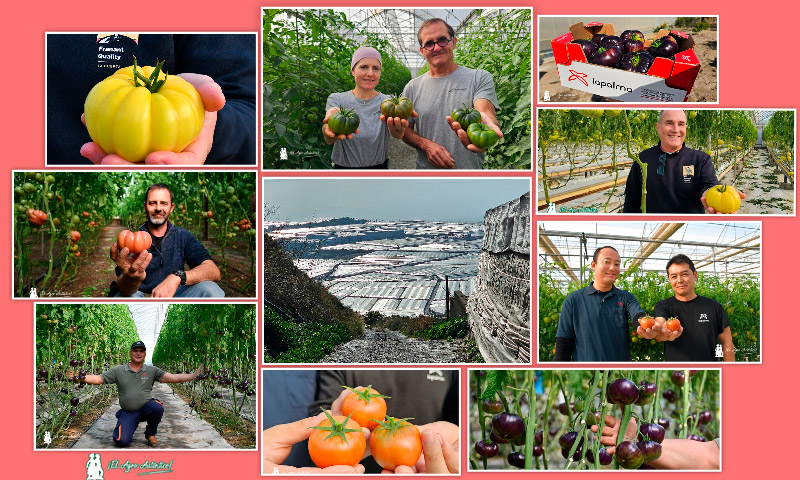 Tomates La Palma. Cooperativa de referencia en la costa de Granada / agroautentico.com