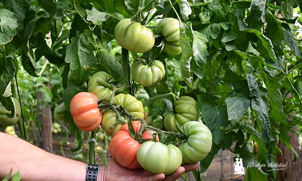 Tomates La Palma: Monterosa / agroautentico.com