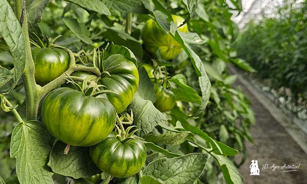 Tomate Adora en una finca de cooperativa La Palma en Motril / agroautentico.com