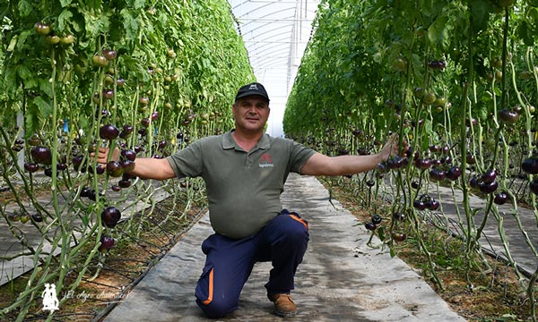 Nikolai Nedelea con sus tomates morados / agroautentico.com