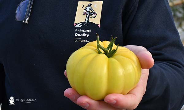 Fran Rubiño con el tomate amarillo 'ananas' / agroautentico.com