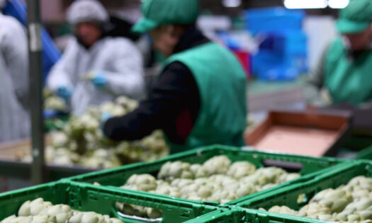 Eurofruits Levante. Almacén alcachofa del nuevo socio de Anecoop / agroautentico.com