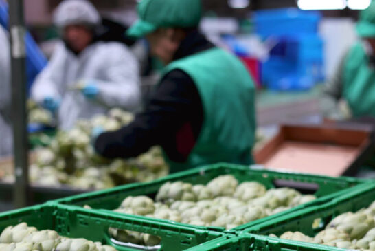 Anecoop crece en pimiento, brócoli, calabacín y alcachofa con un nuevo socio alicantino