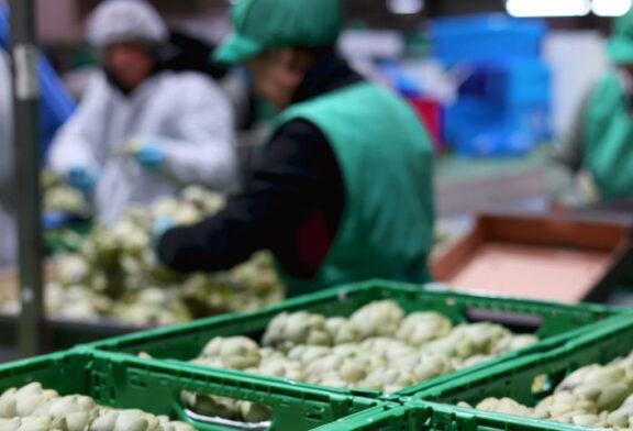 Anecoop crece en pimiento, brócoli, calabacín y alcachofa con un nuevo socio alicantino