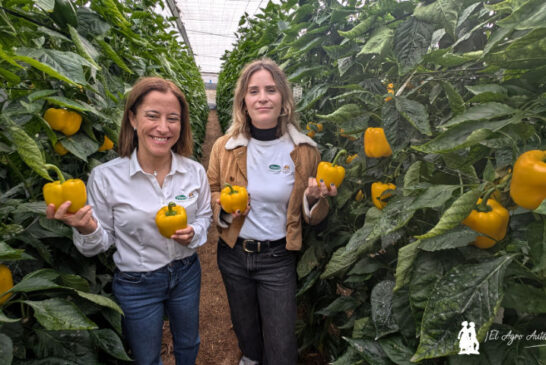 Turing consolida el amarillo en Vilmorin Mikado junto a Faraday y Arquímedes