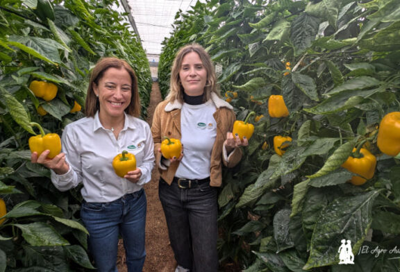 Turing consolida el amarillo en Vilmorin Mikado junto a Faraday y Arquímedes