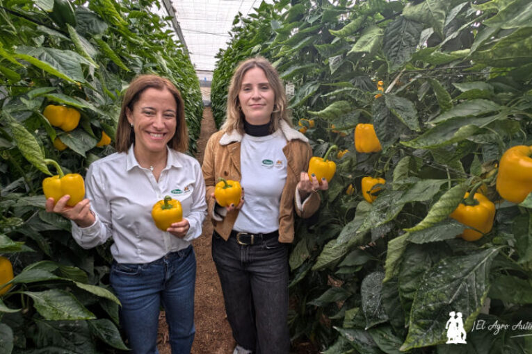 Turing consolida el amarillo en Vilmorin Mikado junto a Faraday y Arquímedes