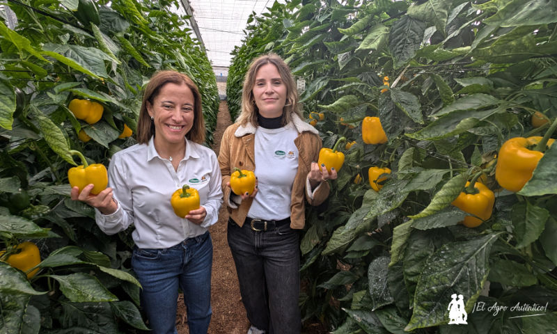 Isabel Rodríguez y Franca Reyes, miembros del equipo de desarrollo de pimiento / agroautentico.com