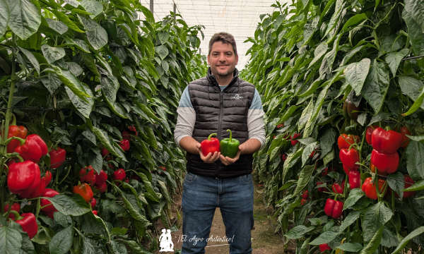Joaquín Cañabate, responsable de desarrollo de pimiento de CapGen Seeds / agroautentico.com