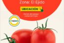 Día 11 de diciembre. Jornada de tomate Centinella de HM.Clause