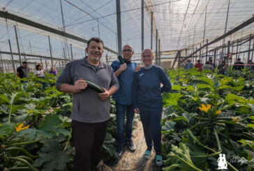 Syngenta obtiene un nuevo calabacín tipo Delfos, pero de frutos más oscuros