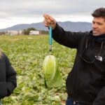Las demos más mini con las resistencias más grandes de Basf Nunhems 3