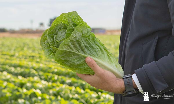 Las demos más mini con las resistencias más grandes de Basf Nunhems 6