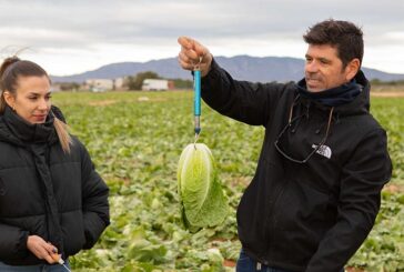 Las 'mini' demos de lechuga de BASF | Nunhems en Murcia con las resistencias más 'grandes'