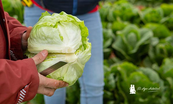 Las demos más mini con las resistencias más grandes de Basf Nun4 ems