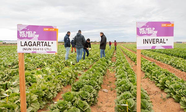 Las demos más mini con las resistencias más grandes de Basf Nunhems 2