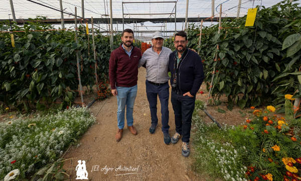 Modelo familiar ejidense. Paco Cara, padre e hijo, y José Carlos. Entonova / agroautentico.com