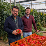 Paco y José Carlos Cara en una finca de pimiento con la estrategia de Entonova / agroautentico.com