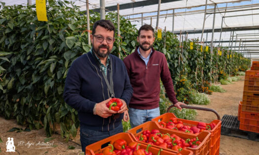 Paco y José Carlos Cara en una finca de pimiento con la estrategia de Entonova / agroautentico.com