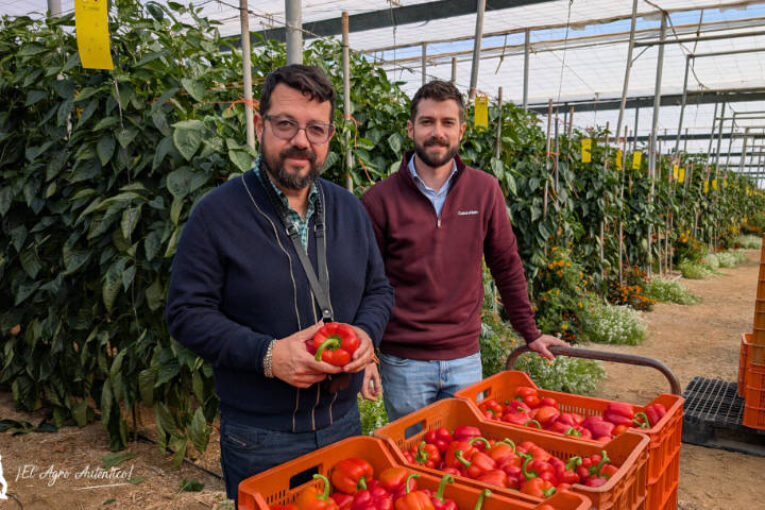 Casos de éxito para control de Parvispinus
