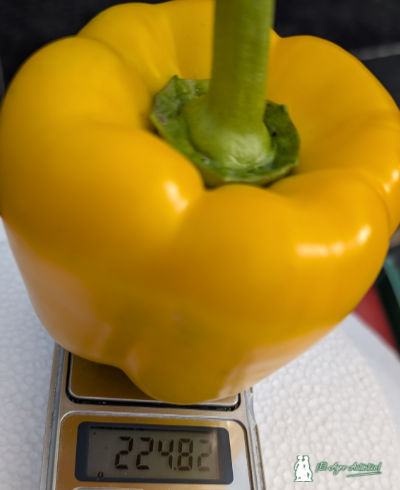 Peso de un pimiento amarillo de Vilmorin Mikado / agroautentico.com