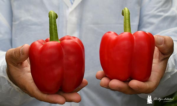 Pimiento Abakos de BASF | Nunhems / agroautentico.com